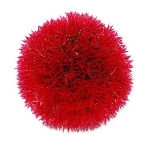 Büyük Top Kırmızı Akvaryum Bitkisi 14 cm(Tabanı Taşlı)